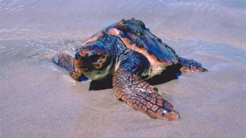 Imagen de un ejemplar de tortuga boba, común en las costas del Mediterráneo.