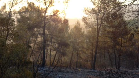 Incendio sin llamas, en Jaén, a 24 de agosto de 2022.