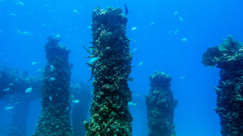 Los peces nadan a través del arrecife 'Neptune Memorial Reef' hecho por el hombre.