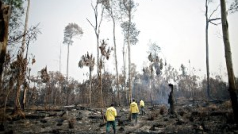 Se venden parcelas ilegales del Amazonas a través de Facebook