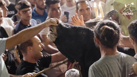 18/8/22 Varias personas se abalanzan sobre un toro en Museros, a 18 de agosto de 2022.