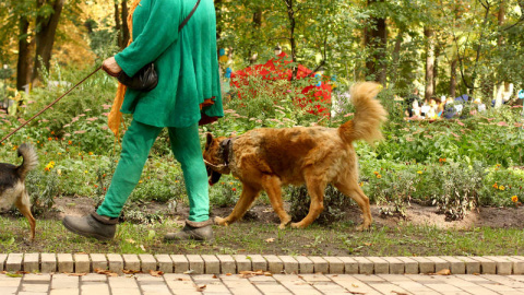 Perros paseando