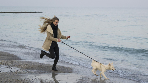 Perro en la playa