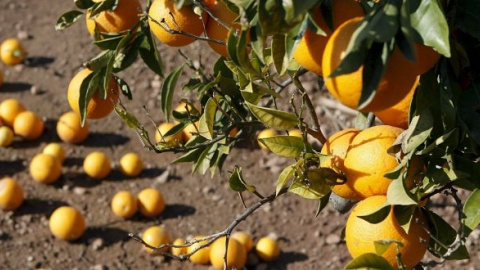 Campo de naranjas