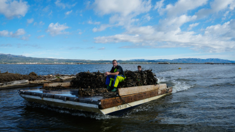 25/08/2022 las altas temperaturas se han cobrado unas víctimas palpables a través del calentamiento del agua: los mejillones del Delta del Ebro, a 23 de agosto de 2022, en Tarragona.