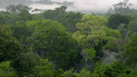 La principal causa de la deforestación de la Amazonía peruana es la agricultura migratoria y la ganadería. EFE/Archivo