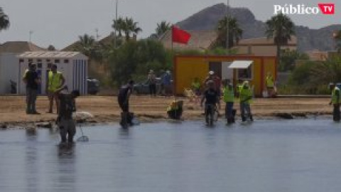 Cierran ocho playas de La Manga para retirar peces muertos del Mar Menor