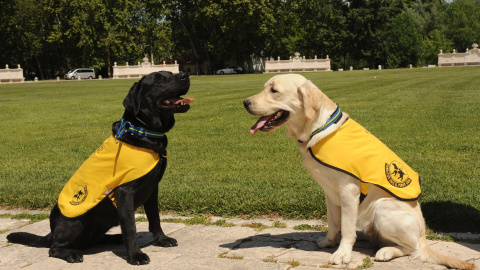 Fundación ONCE del Perro Guía cumple 30 años con 45 canes en Castilla y León