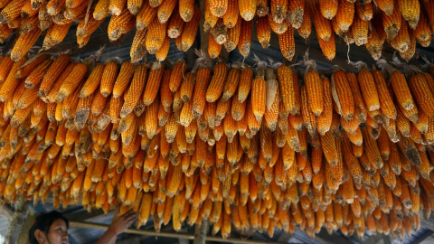 Maíz secándose en una cabaña en Sikkim (India). / AFP - DIPTENDU DUTTA