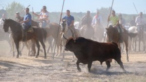 Derechos Sociales pide a Interior que garantice que el Toro de la Vega se celebra sin herir al animal