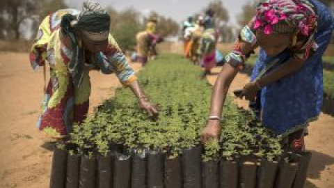 África presume con ejemplos de resiliencia ecológica