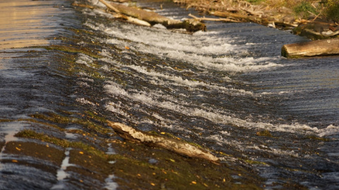 Caudal de un río. Foto de archivo.