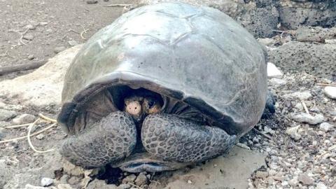 Ejemplar de una especie de tortuga gigante que se consideraba extinta. / TWITTER - MARCELO MATA