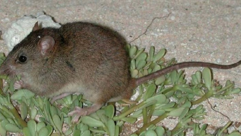 Melomys rubicola/ Wikipedia