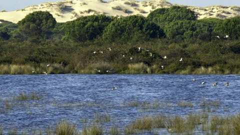 Vista del Parque Nacional de Doñana. EFE