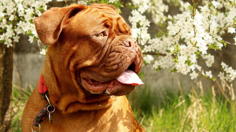 Un perro de la raza dogo de Burdeos.