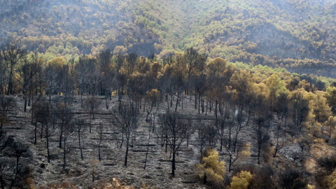 Vista de un área afectada por el incendio forestal en el paraje ‘Los Guájares’ en las comarcas granadinas de la Costa y Lecrín, que ha afectado desde el jueves a unas 5.000 hectáreas.