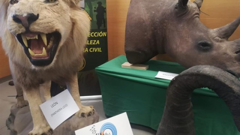 La Guardia Civil interviene más de 200 piezas disecadas de elefantes, leones y jirafas en Alicante