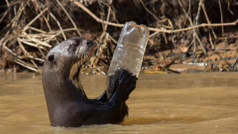 Una nutria gigante juega con una botella de plástico en Australia. WWF