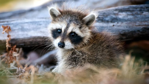 Un cachorro de mapache. / EFE