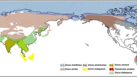 Distribución geográfica de los osos en el mundo, según datos de UICN./SCIENTIFIC REPORTS