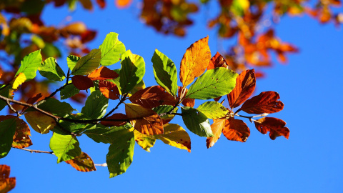 Imagen de un árbol en otoño