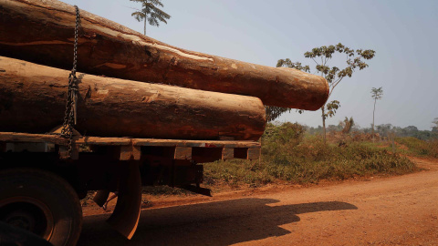 04/09/2022-Troncos del árbol shihuahuaco son trasladados en un camión, el 4 de septiembre de 2022 en Madre de Dios (Perú).