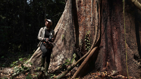 05/09/2022-La defensora ambiental y fundadora de Arbio, Tatiana Espinosa, es vista junto a un shihuahuaco de aproximadamente 1000 años, el 5 de septiembre de 2022 en Madre de Dios (Perú). En plena amazonía peruana yace la inmensa copa verde y las gigan