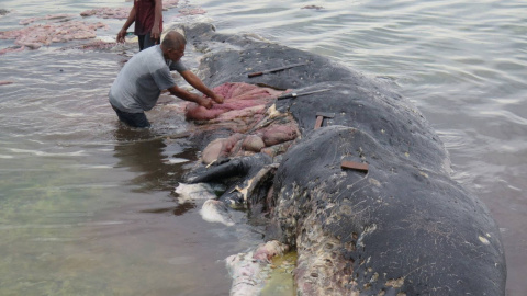 Dos personas retiran trozos de plástico del estómago de una ballena en el Parque Nacional Marino de Wakatobi (Indonesia).- REUTERS