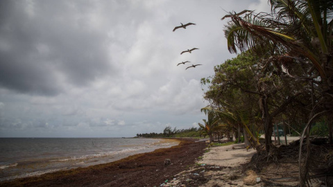 El Mar de los Sargazos es el hogar de más de 60 especies, algunas de ellas endémicas.