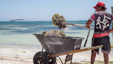 Un trabajador recoge sargazo con una pala en la playa.