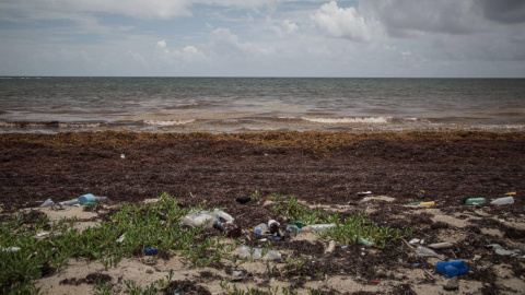 Las macroalgas afectan cada vez más a las regiones costeras del Caribe