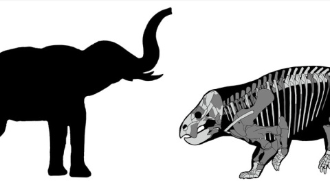 Comparación de Lisowicia bojani con un elefante reciente - Tomasz Sulej y Grzegorz Niedzwiedzki (Agencia Sinc)