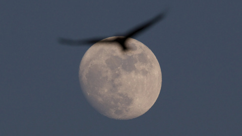 Un milano real pasa por delante de la luna. REUTERS/Amir Cohen