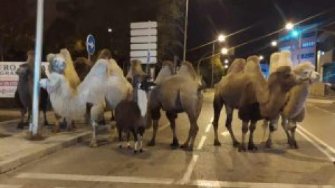 La Policía localiza ocho camellos y una llama paseando por calles de Madrid tras escaparse de un circo