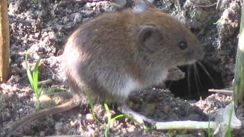 El topillo rojo se reproduce en función del miedo que la hembra perciba | Wikimedia