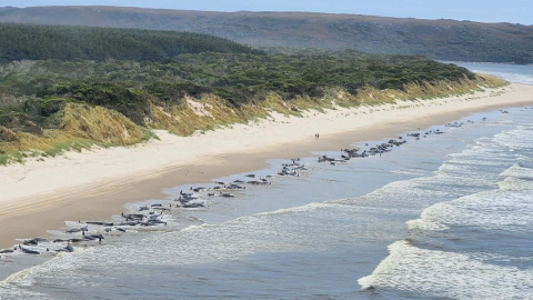 Alrededor de 200 ballenas muertas en la bahía de Macquerie (Tasmania, Australia)