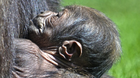 La cría nació este jueves y el parto se desarrolló con normalidad. / BIOPARC