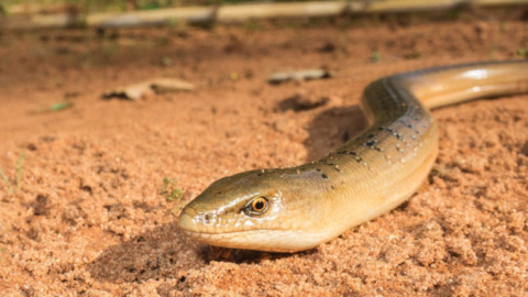 Los restos fósiles del lagarto encontrado en Murcia corresponden a un animal que tendría un aspecto similar a este lagarto llamado Ophisaurus koellikeri y que vive en la actualidad en Marruecos. / Antonio Gómez Mercader