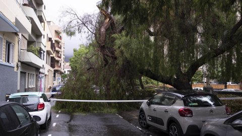 Las lluvias generadas por la cercanía de la tormenta tropical 'Hermine' a Canarias ha ocasionado un centenar de incidencias en Canarias como esta caída de un árbol en una calle de Tenerife.