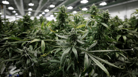 Plantas de marihuana en una plantación de Canopy Growthen  Ontario (Canada). REUTERS