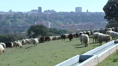 Las ovejas pastan en Madrid