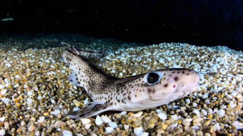 Imagen facilitada por la Universidad Politécnica de Valencia (UPV), de un proyecto europeo que lideran y que pretende contribuir a la conservación de los tiburones y las rayas del mar Mediterráneo con aplicación de técnicas de fertilización in vitro