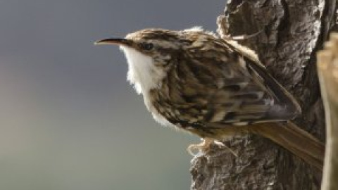 Aves forestales, en positivo