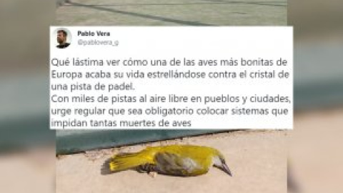 El lamento de un tuitero por "ver cómo una de las aves más bonitas de Europa acaba su vida estrellándose contra el cristal de una pista de pádel"