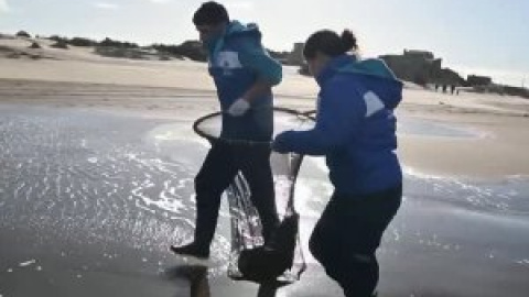 Las redes de pesca y la contaminación humana en el mar afecta gravemente a los lobos marinos en Argentina