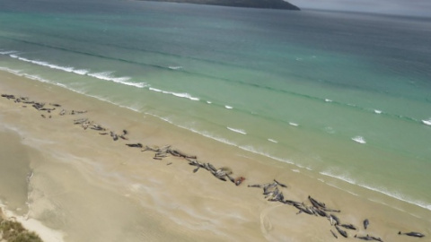 Ballenas piloto muertas en la costa de Rakiura (Nueva Zelanda)/ EFE