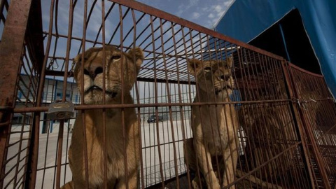 Madrid prohíbe los circos con animales salvajes | EFE