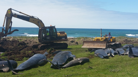 Una excavadoras se preparan para enterrar a las ballenas varadas en una playa de Nueva Zelanda. /REUTERS