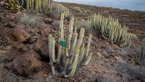 Un cardonal-tabaibal en la zona en la que está proyectada Cuna del Alma